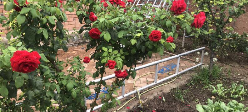 迭部珠曼措民宿图片