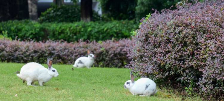 杭州天域开元观堂图片
