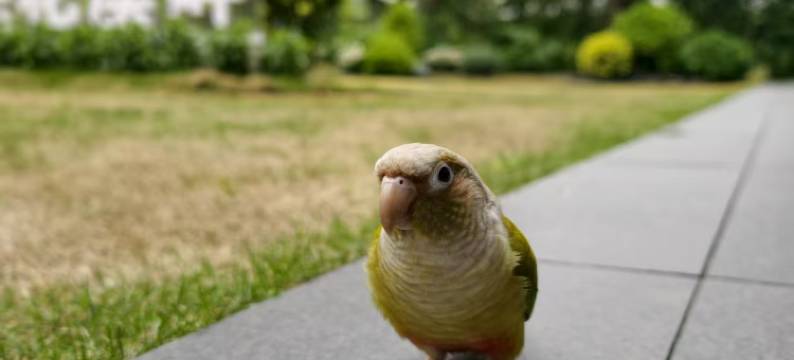 成都杜甫草堂花间府·浣花溪畔图片