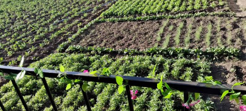 新源马学虎乡村客栈图片