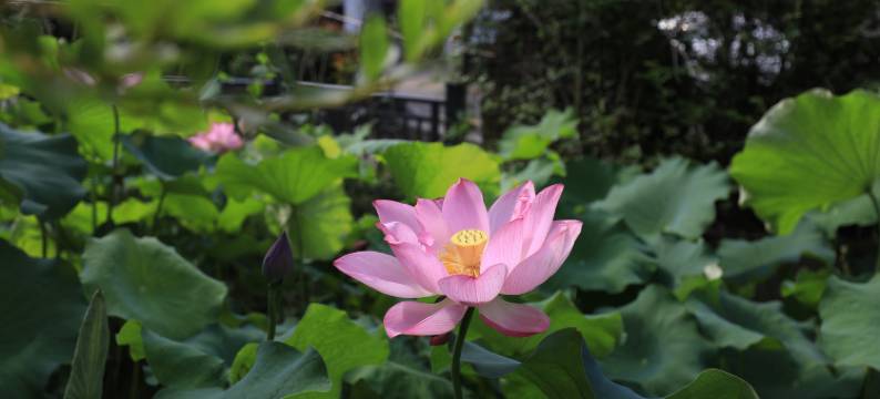 遇见兰居民宿图片