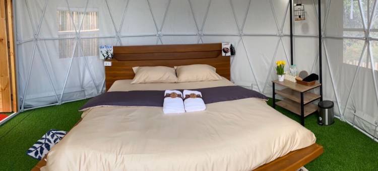 塌吗茶(Tham ma chard)图片