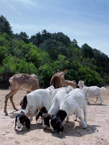悦榕山间民宿图片