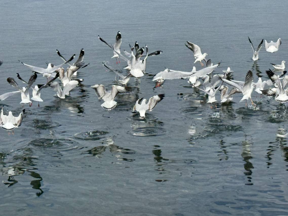 大理憬悦美季海景民宿(小普陀店)图片