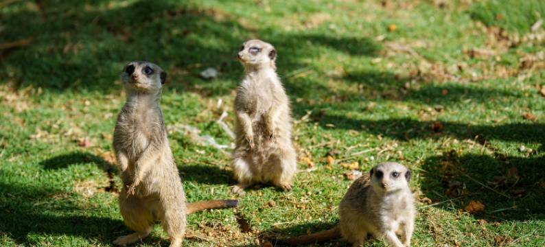 台山澜朵度假酒店图片