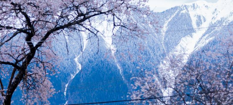 果然桃里酒店(林芝波密店)图片