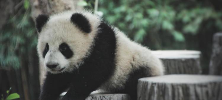 来住星辰酒店(成都新鸿路地铁站店)图片