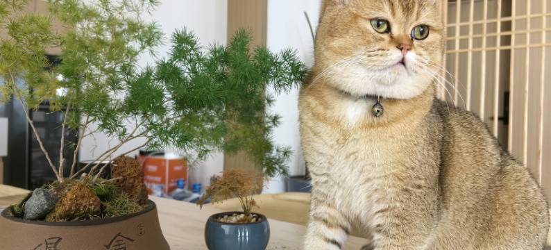 鲁山县花开四季民宿图片