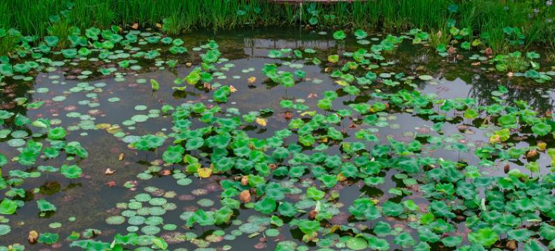 普者黑野璞田园湖景精品酒店图片