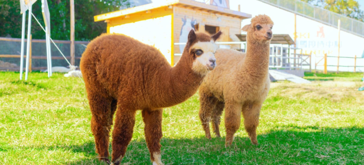 茅山森林世界度假村小熊猫庄园酒店图片