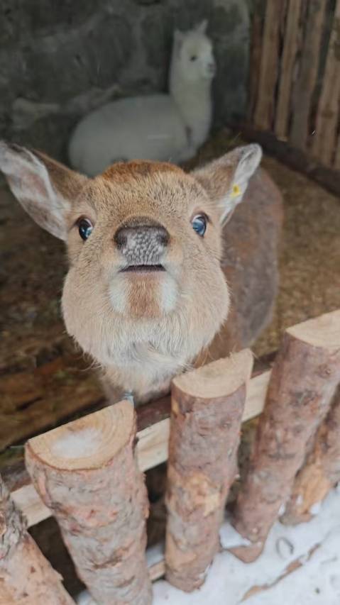 雪乡雪屿山居酒店图片