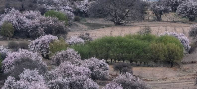 吉美·南迦巴瓦山居图片