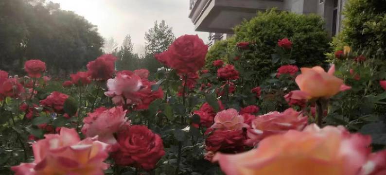 天津怡园商务酒店图片