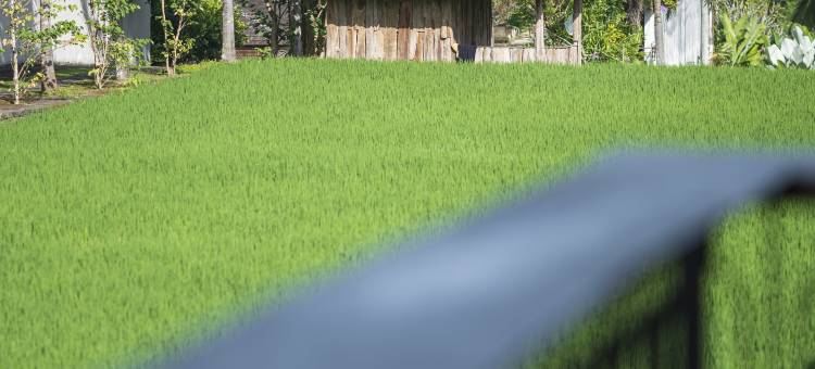 阿迪瓦娜比斯玛酒店(Adiwana Bisma)图片