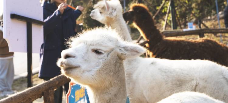 清江湾·三峡长颈鹿乐园酒店图片