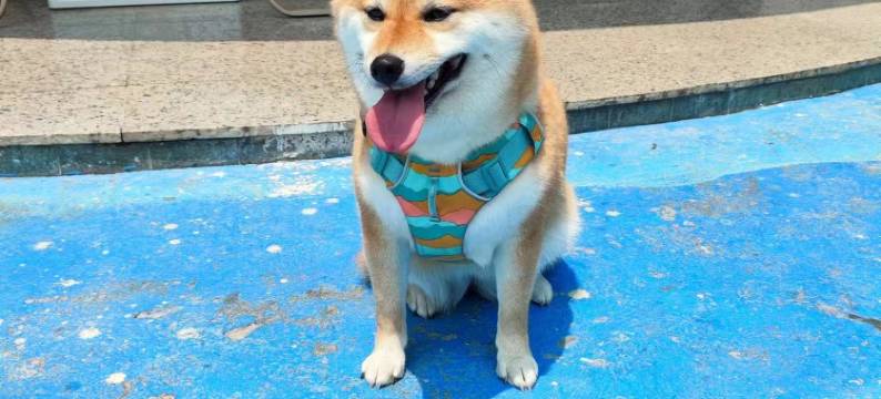 深圳空格森活客栈(西涌店)图片