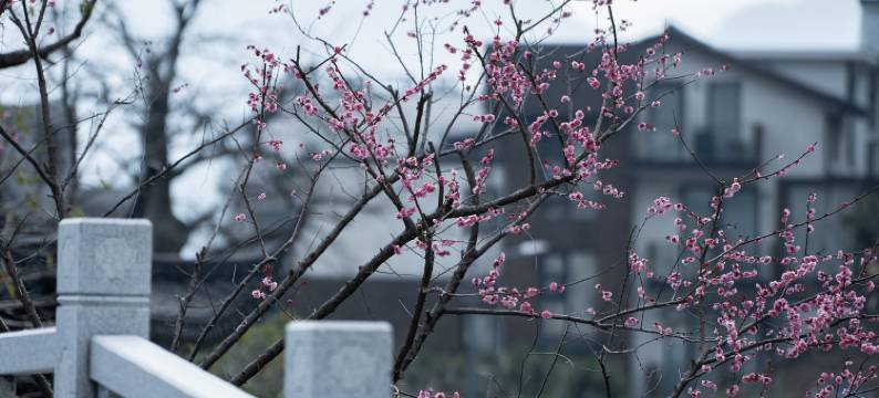 安吉二月花汤泉度假酒店图片