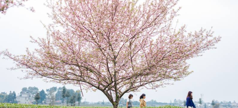 谧野·茶边小院图片