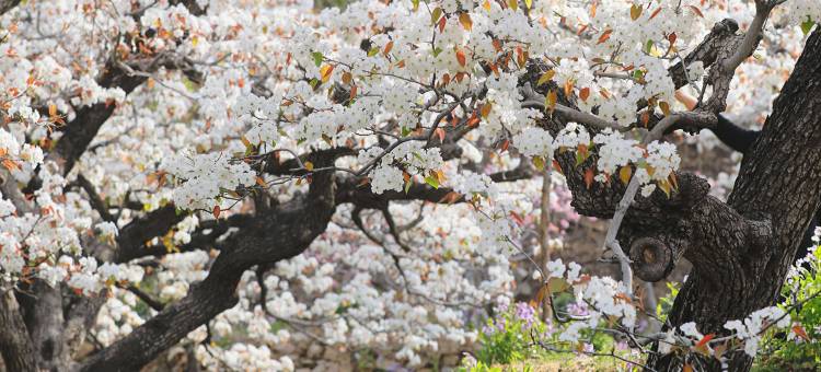 泰安梨园民宿图片