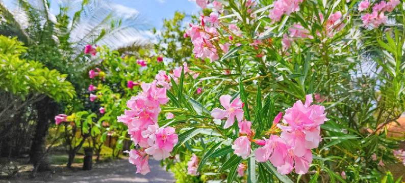 满月度假村(Full Moon Village Resort)图片