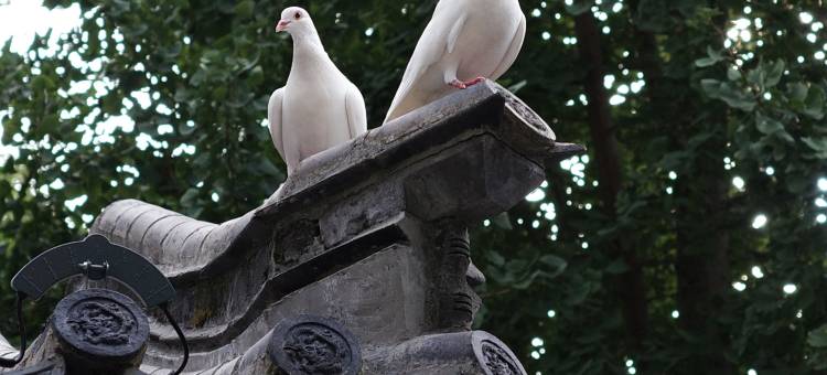 花筑·山舍桃花源民宿(泰山景区桃花源索道店)图片