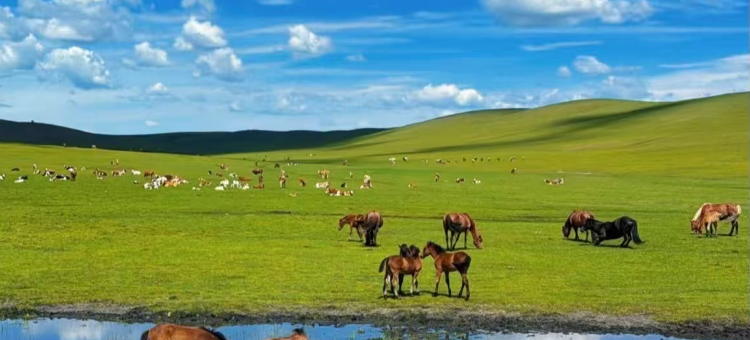 多伦亚悦酒店图片
