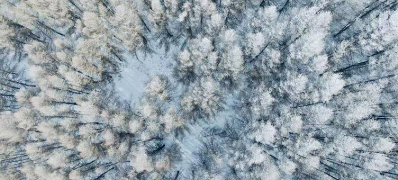 张家口崇礼曼松林民宿图片