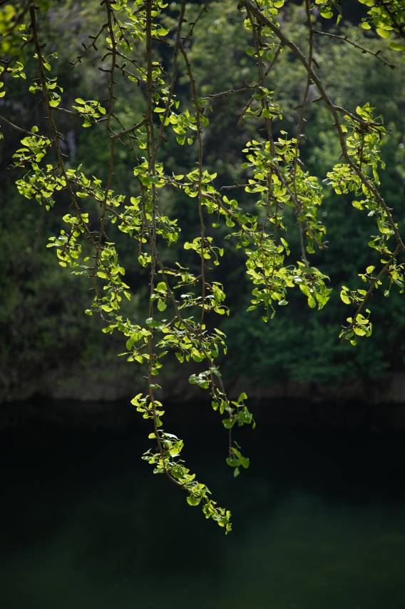 大乐之野·银杏谷(随州店)图片
