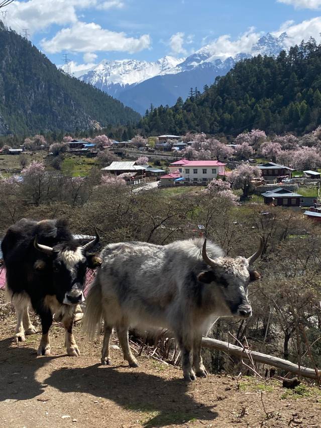 朗秋泊岸山居图片