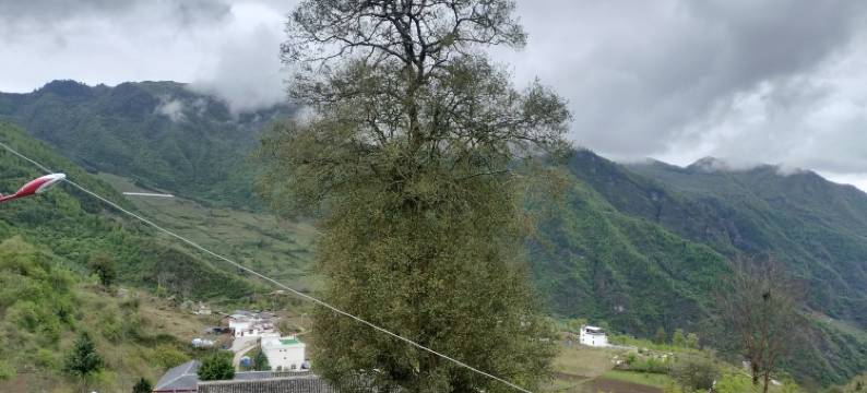 华尖山神树阁民宿图片