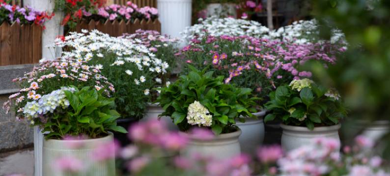 山茶半岛美宿(丽江束河古镇店)图片