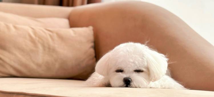 广州希尔顿逸林酒店图片