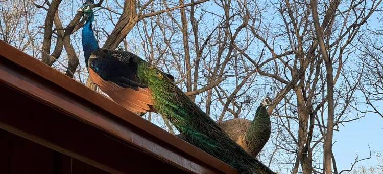 淄博般阳山庄(蒲松龄故居店)图片