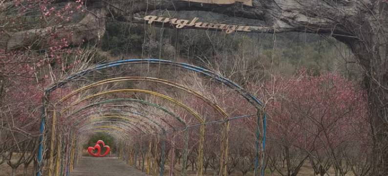 花筑·樱语民宿图片