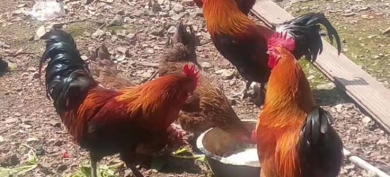 布依农家客栈(龙宫风景区店)图片