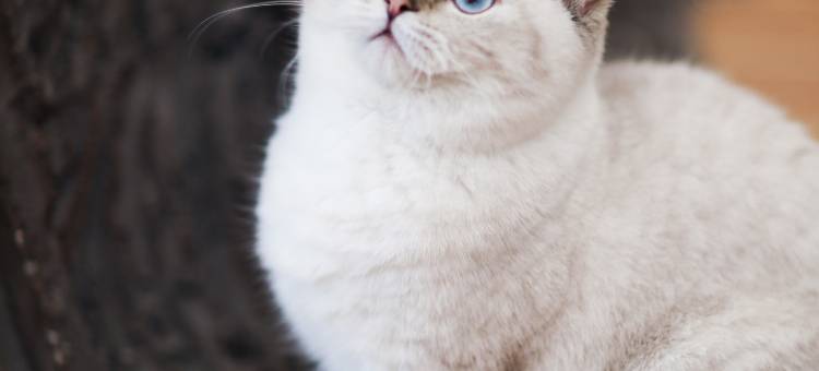 天目湖涵田度假村•萌舍图片