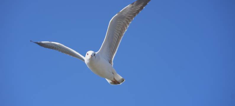 大理自由自在民宿(理想邦店)图片