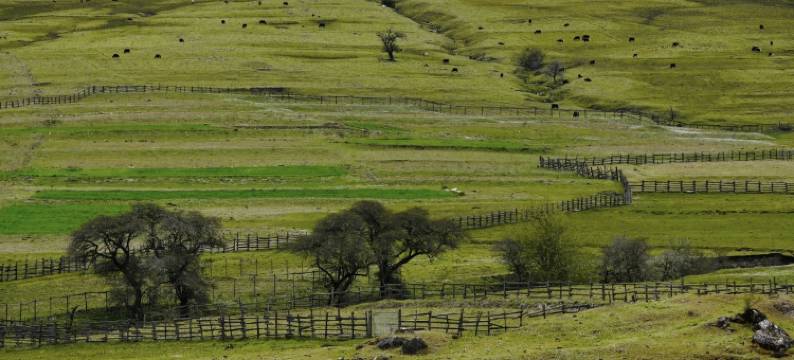 林芝·鲁朗丨Natural oxygen bar财鹿庄园(鲁朗国际旅游小镇店)图片