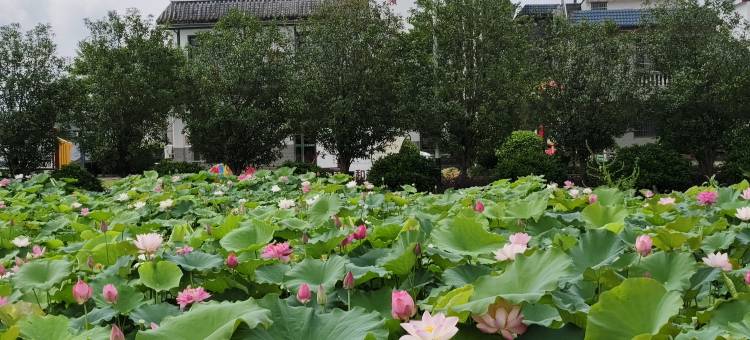 荷塘月色民宿(翁源湖心坝店)图片