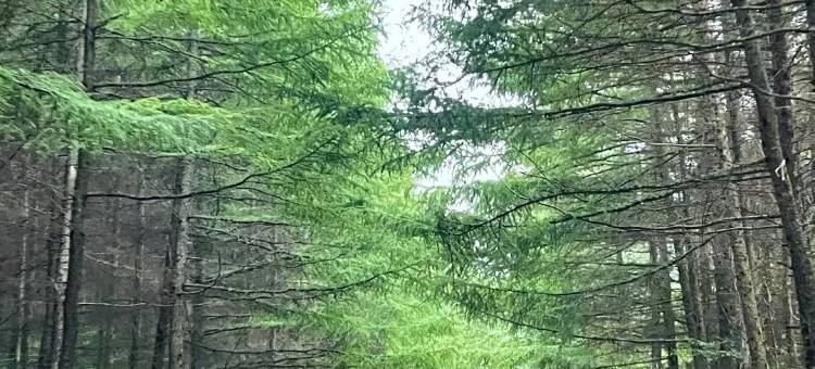 广元坝里·日出云涌·森林庭景民宿(望远山旅游度假区店)图片