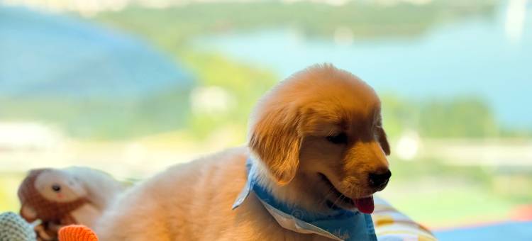 沈阳新世界酒店图片