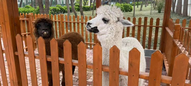 淄博般阳山庄(蒲松龄故居店)图片