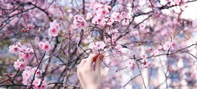 合肥融创雅高铂尔曼酒店图片