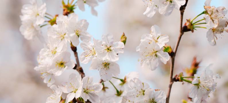 南京玄武湖Ascott雅诗阁公寓酒店图片