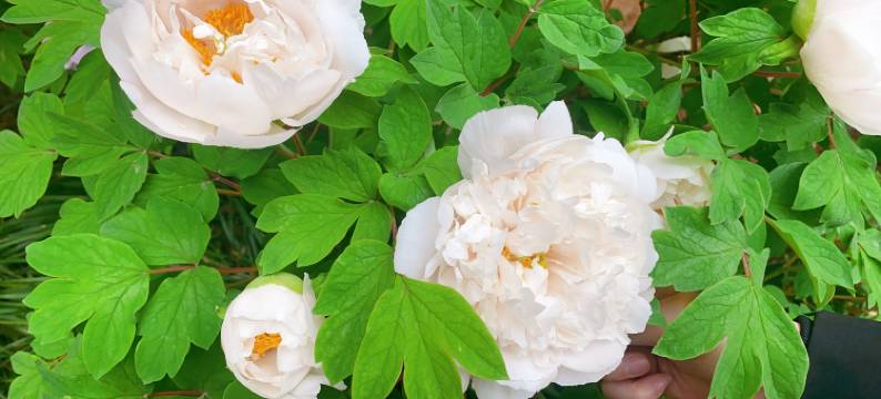 花筑·隐栖智能民宿(十字街洛邑古城地铁站店)图片