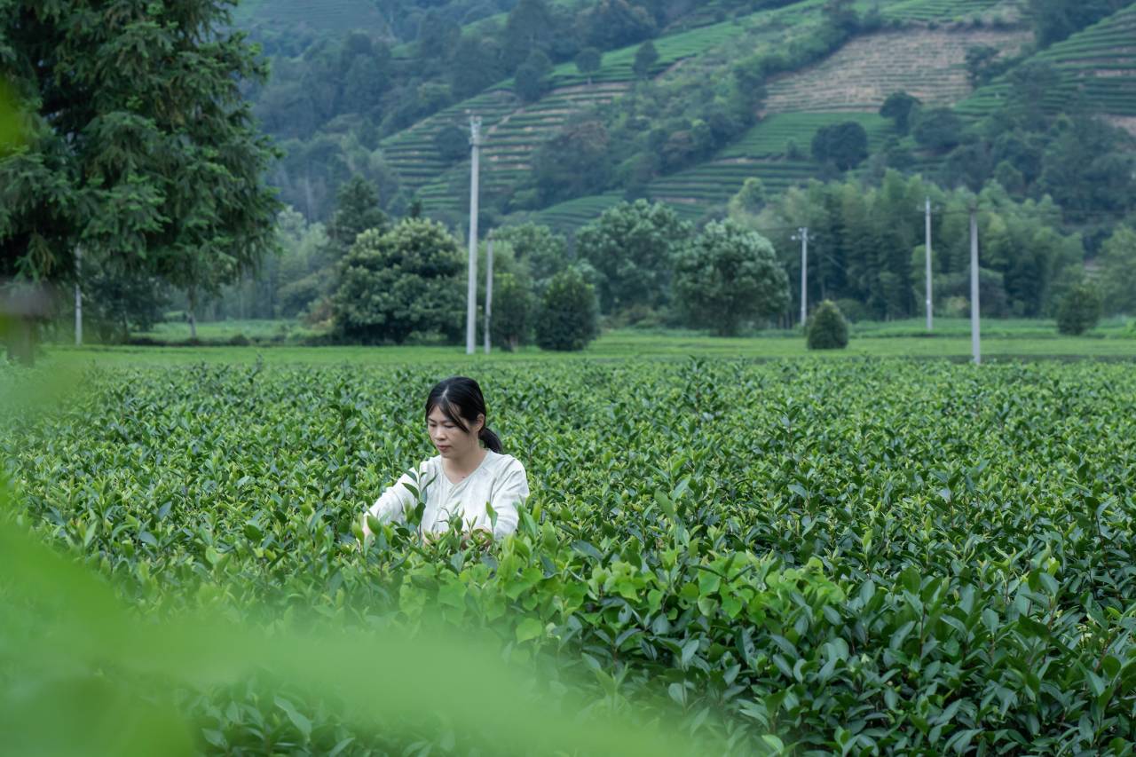 花筑奢·武夷山自在一味茶庄园民宿图片