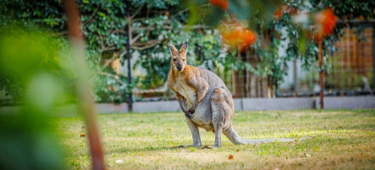 YHA 格兰坪生态国际青年旅舍(YHA Grampians Eco, Halls Gap)图片