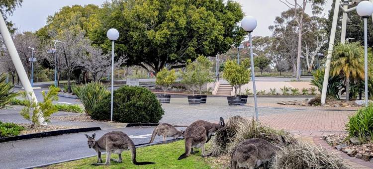Breakfree维里纳湾酒店(BreakFree Wirrina Cove)图片