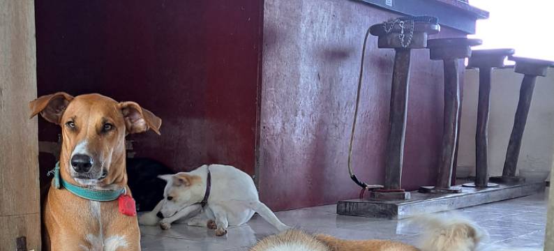 帕希尔德尔玛潜水度假酒店(Paseo Del Mar Seaside Inn)图片