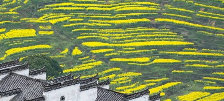 婺源雾观拾舍・Mist View Lodge现代设计感民宿(篁岭风景区店)图片
